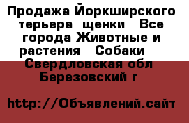 Продажа Йоркширского терьера, щенки - Все города Животные и растения » Собаки   . Свердловская обл.,Березовский г.